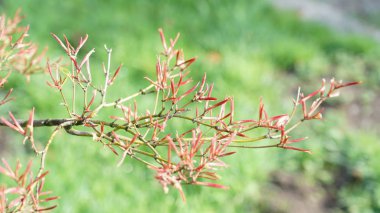 Antwerp, Belçika bir parkta bahar sırasında bir ağacının dalını.