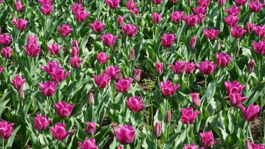 Bahar sırasında Belçika bir alanda mor laleler.