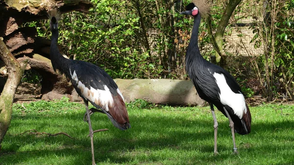 ベルギーのアントワープの動物園で黒戴冠させたクレーン — ストック写真