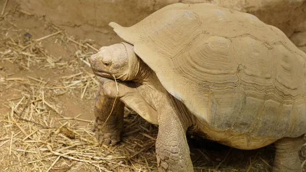 Tortoise Zoo Antwerp Belgium — Stock Photo, Image