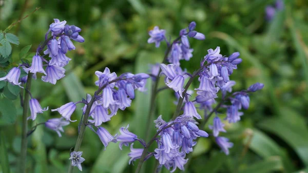 Purple Flowers Springtime Royalty Free Stock Images