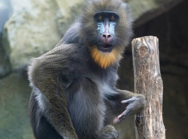 Kameraya bakarak bir Mandrill'di.