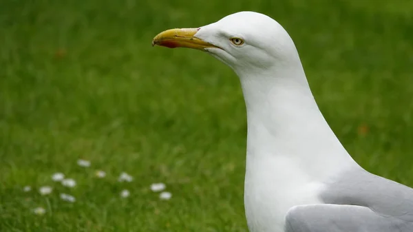 Een Zeemeeuw Een Gras Veld — Stockfoto