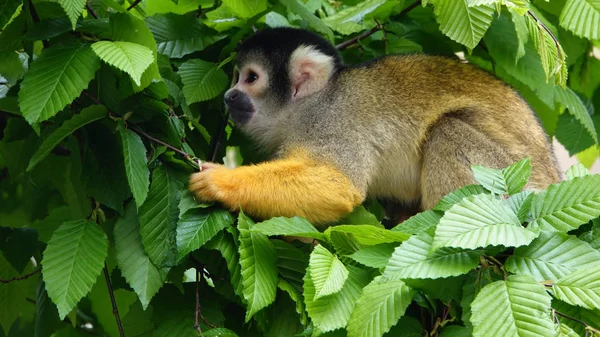 Mono Ardilla Capa Negra Árbol — Foto de Stock