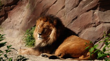 oturan bir erkek aslan.