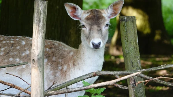 Ein Hirsch Blickt Die Kamera — Stockfoto