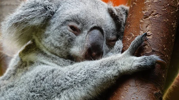 Koala Descansando Sobre Árbol — Foto de Stock