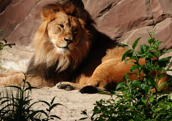 休息的雄性狮子 — 图库照片
