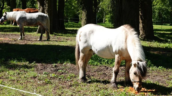 ベルギーのアントワープで屋外で食べる馬 — ストック写真