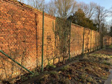 bitkilerle dolu eski tuğla duvar. 