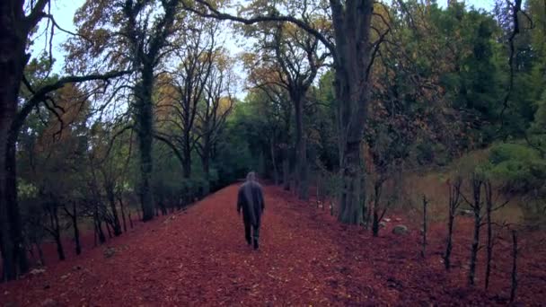 スローモーションフード図秋の森の中を歩く赤い葉暗い秋の暗闇気分不気味な絶望孤独うつ病の概念 — ストック動画