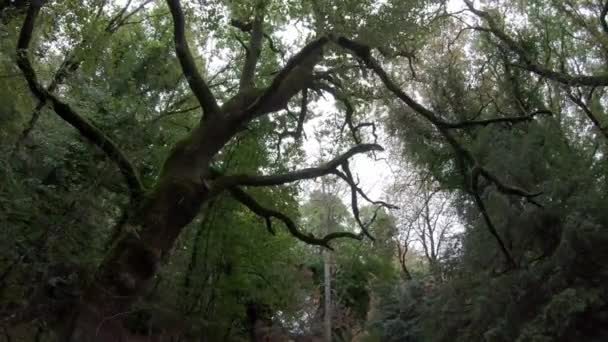 Hemsökta läskiga träd i mörka skogen faller mörker rädsla skräck koncept — Stockvideo