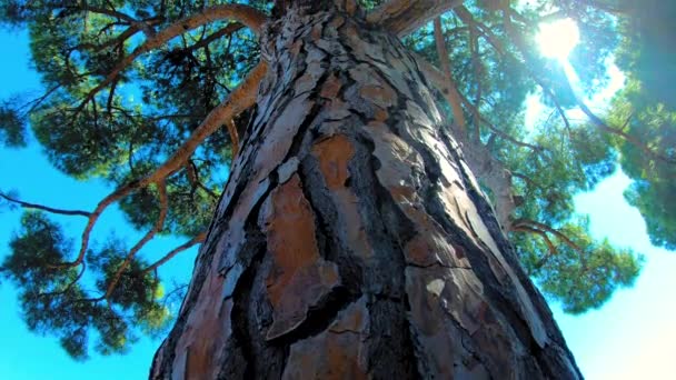 Albero della Vita Ampi Girato Sotto Pino Di Pietra Come Sole Brilla Attraverso Connessioni Di Aldilà Regno Dei Cieli Concetto — Video Stock