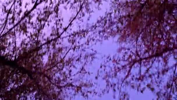 紫の上を通り過ぎる夕暮れの木々黄金時間の空人生の通路うつ病の夕日の色スローモーション｜4K — ストック動画