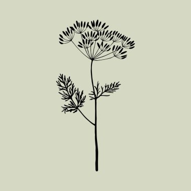 Yeşil arkaplanda tek renkli dereotu. 