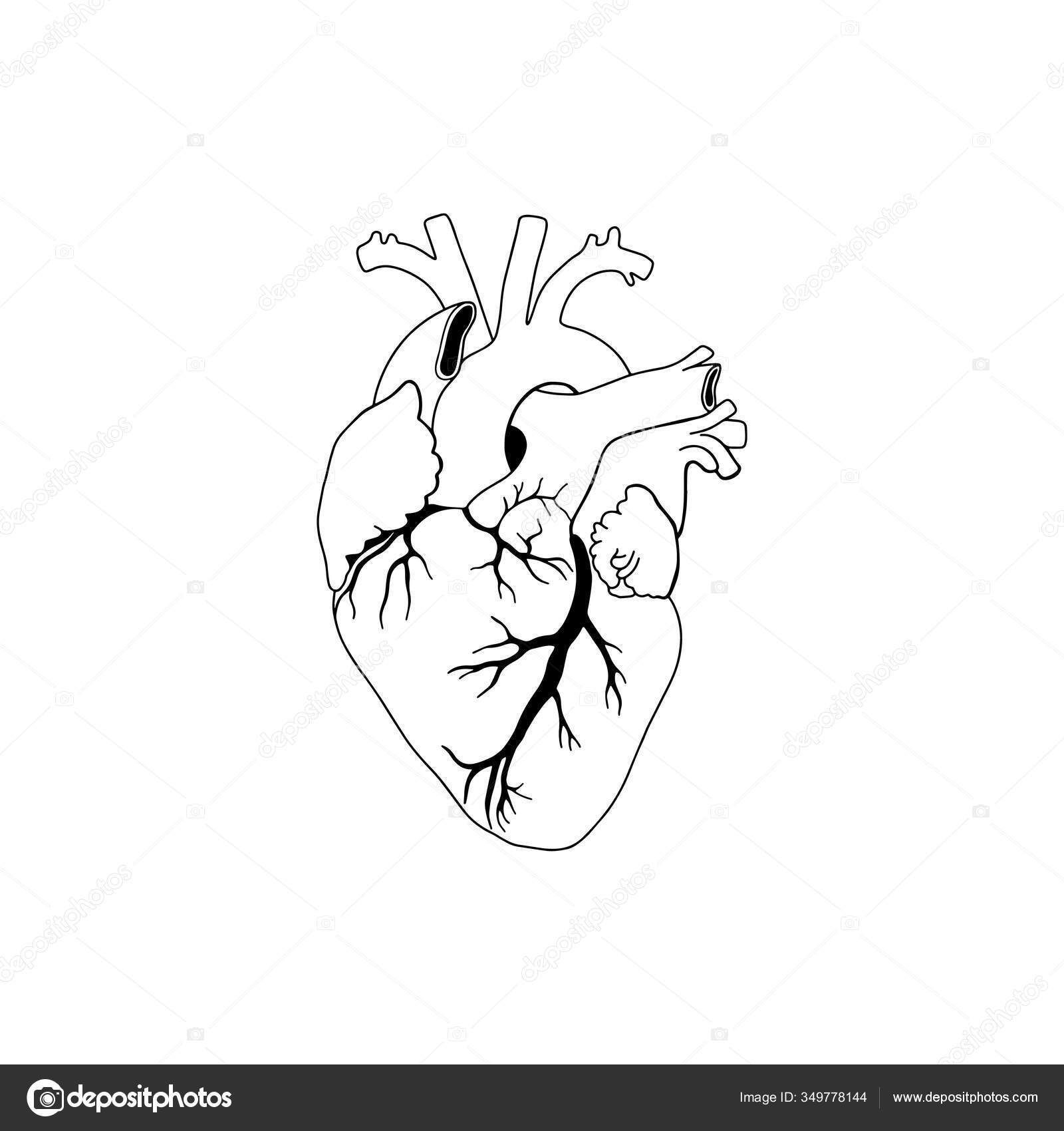 100+] Papéis de Parede de Coração Pfp | Wallpapers.com, image size:1600x1700