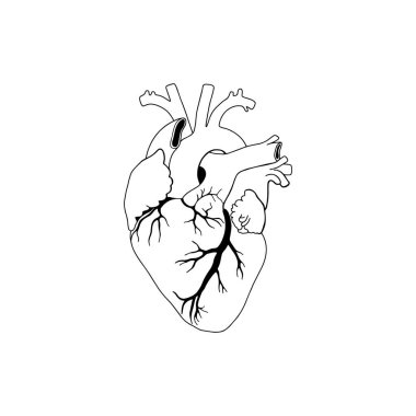 Vektör, anatomik kalp. Gerçekçi Kalp simgesi beyaz arkaplanda izole edildi. Vektör tıbbi kalp logosu. 