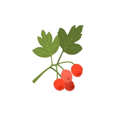 Beyaz arka planda dikenli dallar. Kartpostallar, davetiyeler, reklamlar, web, tekstil ve diğer şeyler için kullanılabilir.