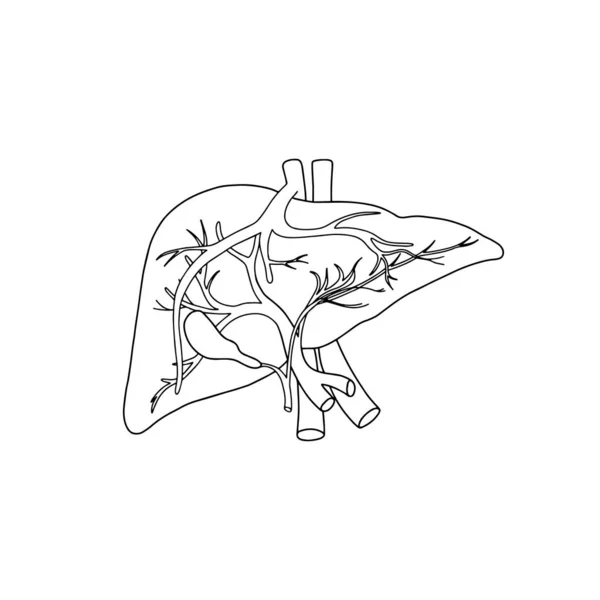 Vector Anatomische Lever Realistische Leverpictogram Geïsoleerd Witte Achtergrond Vector Medisch — Stockvector