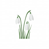Hand drawn snowdrops. Vector illustration. For creating spring designs, coloring books, botanical books, design cards.