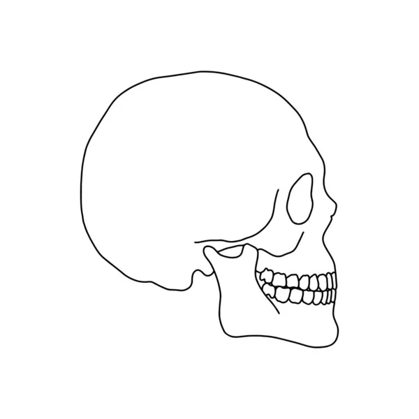 由白色背景上的线条画出的人类骷髅矢量存量说明 — 图库矢量图片