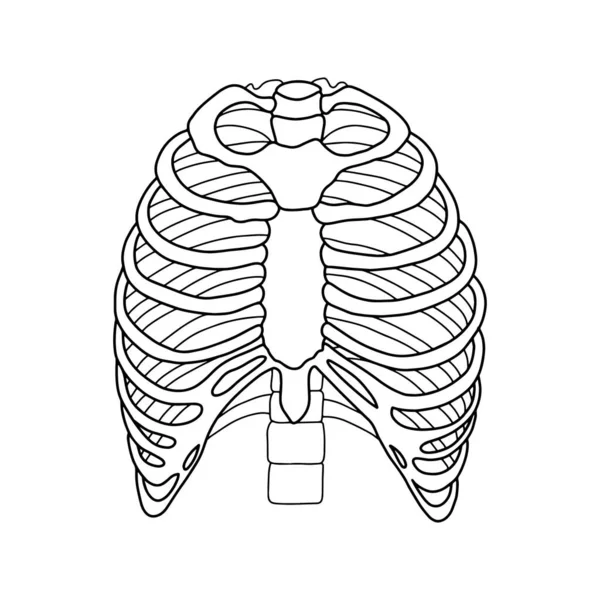 Human Ribs Illustration Vector Science Medical Vector Stock Illustration — Stock Vector