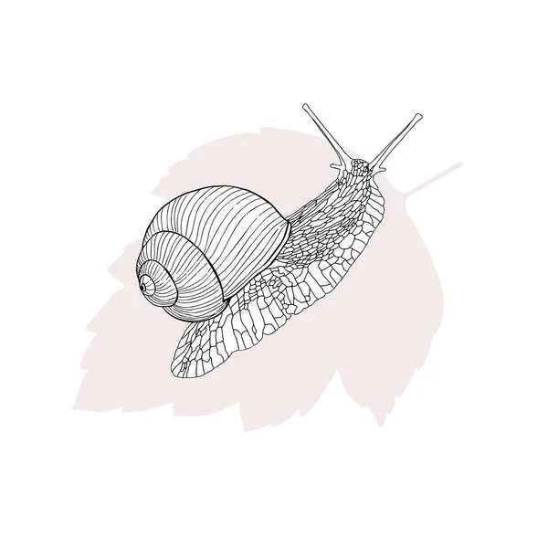 单色蜗牛图解 粉红的叶子上的一种黑白蜗牛 明信片 — 图库矢量图片