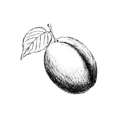 Retro tarzı el yapımı erik. Yemek pişirmek, bahçıvanlık, çiftçilik ya da tarım tasarımı için harika.