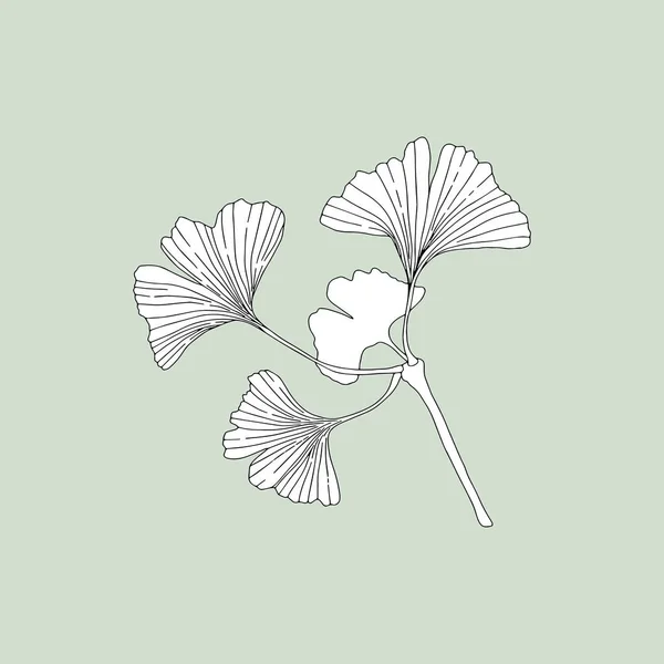 Ginkgo Monochrome Ginkgo Biloba Sur Fond Vert Peut Être Utilisé — Image vectorielle