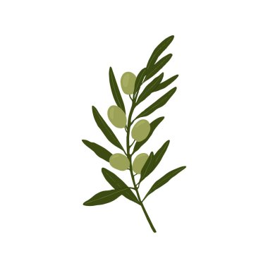 Vektör zeytin dalı. El çizimi vektör illüstrasyonu.
