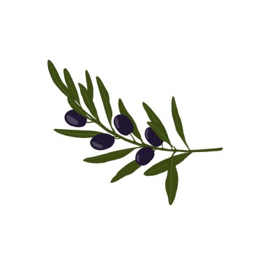 Vektör zeytin dalı. El çizimi vektör illüstrasyonu.