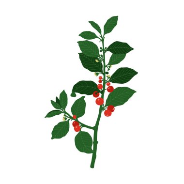 Beyaz arka planda renkli bitki (Frangula alnus). Kartpostallar, davetiyeler, reklamlar, web, tekstil ve diğer şeyler için kullanılabilir.