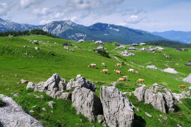 Velika Planina veya büyük mera Yaylası, Slovenya.