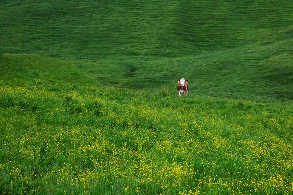 Vacas no prado verde — Fotografia de Stock
