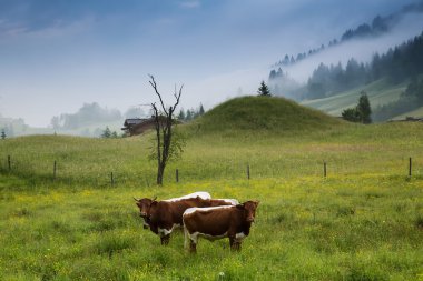 Alpler, Avusturya, Rauris sabah. Doğa manzara
