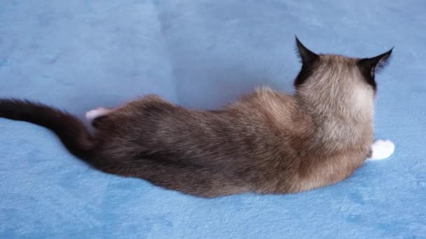 猫の品種のスノーシューは気分を害し、青い背景に横たわって尾を振って、背中からの眺め — ストック動画