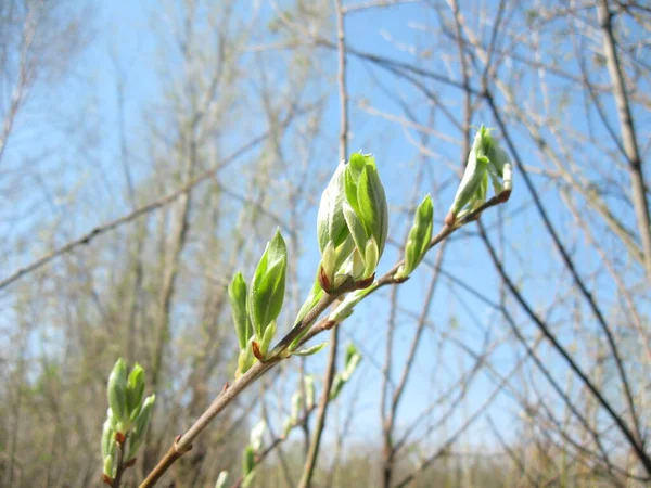 Bright spring landscape, spring buds on trees, blooming and young leaves — Stock Photo, Image