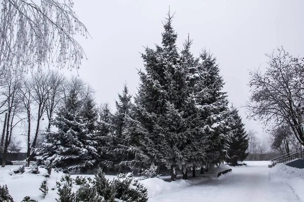 Árvores Dia Inverno — Fotografia de Stock
