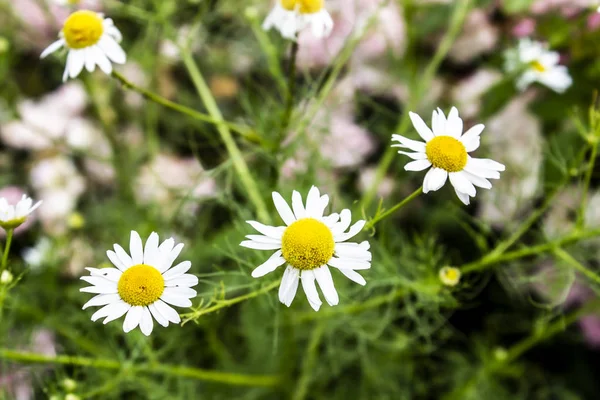 Uma Margaridas Brancas Campo Fundo Flor — Fotografia de Stock