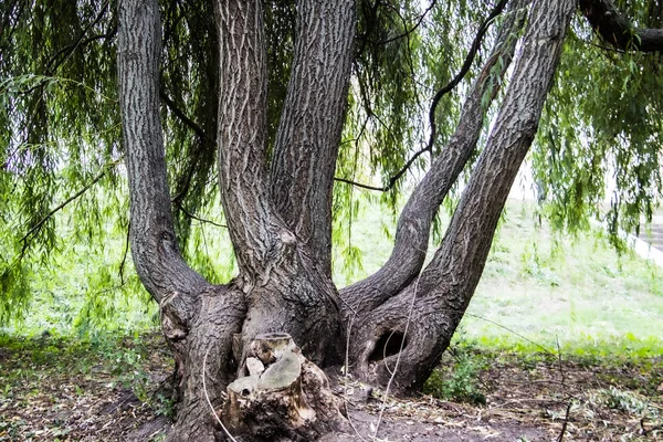 Вигнуте Дерево Парку Природа Зелене Листя — стокове фото