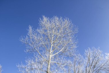 a snowy trees in the blue sky. Sunny day