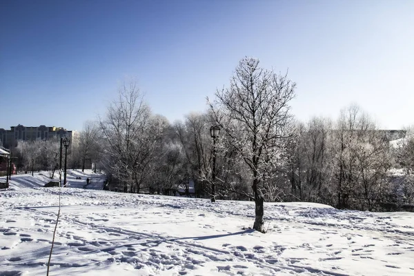 Ein Baum Einem Wintertag — Stockfoto