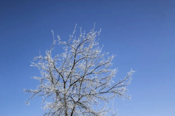 蓝天下的雪树 阳光灿烂的日子 — 图库照片