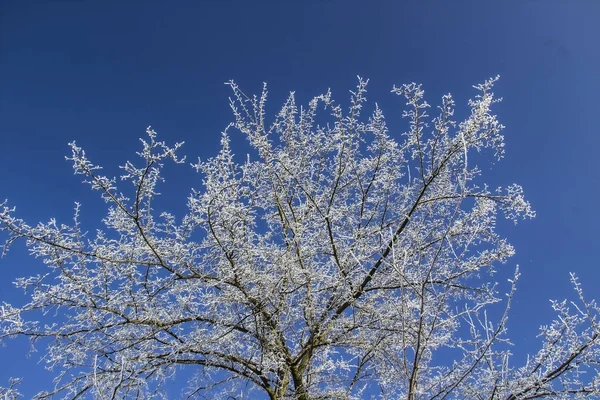 蓝天下的雪树 阳光灿烂的日子 — 图库照片