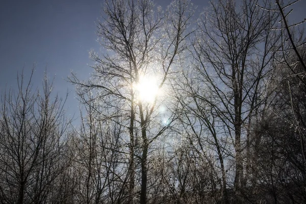 Světelné Slunce Vytváří Světlo Skrz Větve Stromů Bože Světlo Winter — Stock fotografie