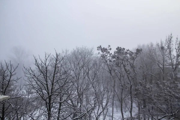 Trees Winter Day Foggy Day — Stock Photo, Image