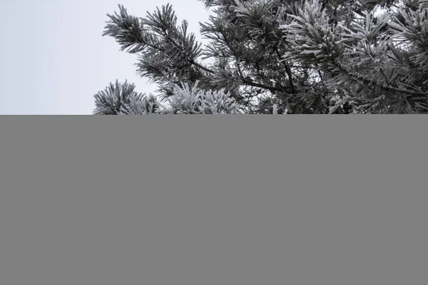 Trees Winter Day Foggy Day — Stock Photo, Image