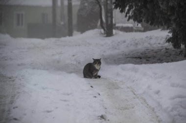 Sisli bir gün. Kış. Bir kedi.