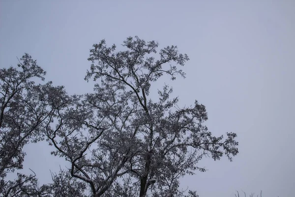 Ein Baum Einem Wintertag Ein Nebliger Tag — Stockfoto
