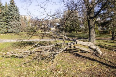 Parktaki bükülmüş ağaç. Ukrayna. Sumy şehrine park et. Sonbaharda doğa. Eğri ağaç